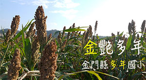 金艷多年