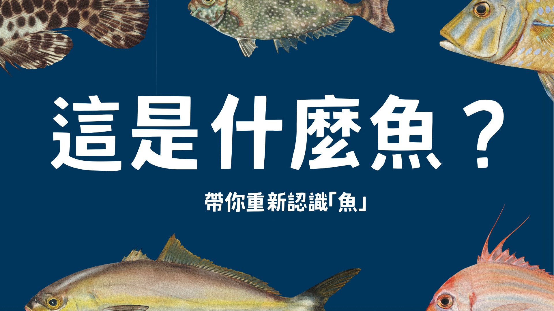 這是什麼魚