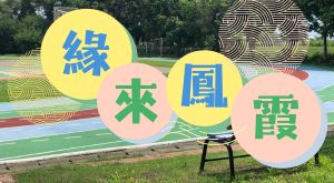緣來鳳霞2