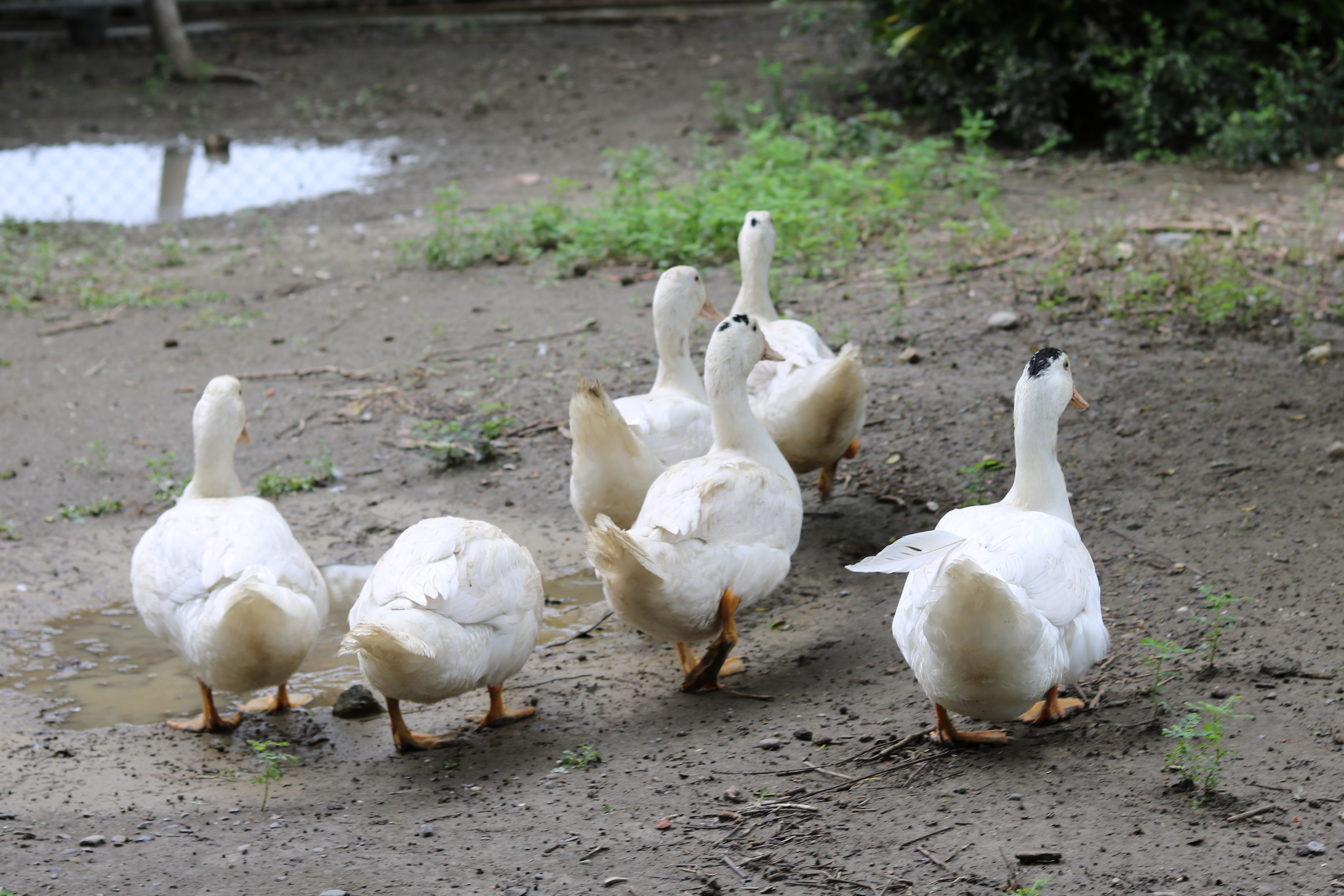 鹿東國小志工招募