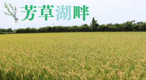 芳草湖畔